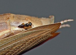 Mantis religiosa Mantibaria