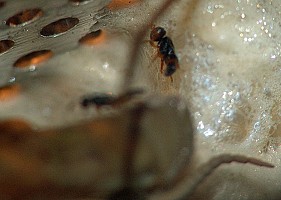 Mantis religiosa Mantibaria