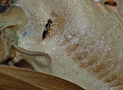 Mantis religiosa Mantibaria