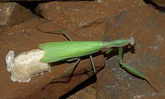 Mantis religiosa Oothek