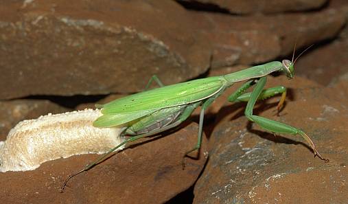 Mantis religiosa Oothek