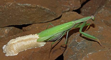 Mantis religiosa Oothek