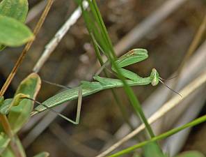 Mantis religiosa L4