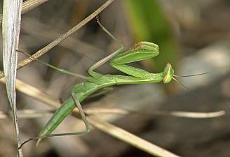 Mantis religiosa L4