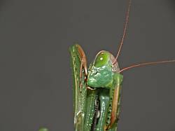 Mantis religiosa Weibchen