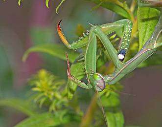 Mantis religiosa Weibchen