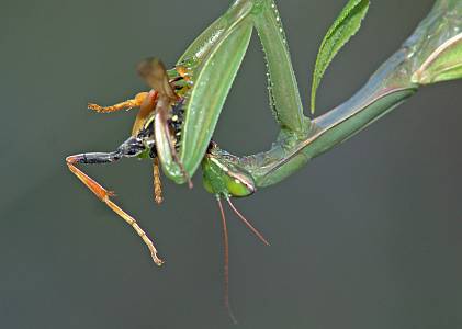 Mantis religiosa Fressen