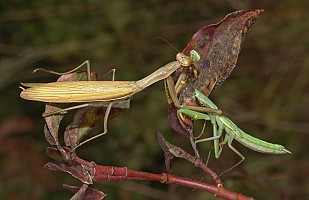 Mantis religiosa Fressen