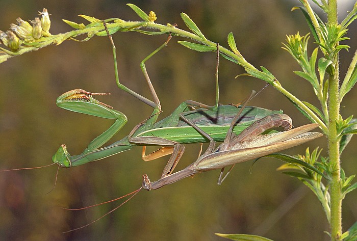 Mantis religiosa Kopula