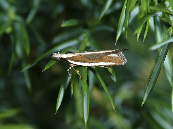 Dichomeris marginella