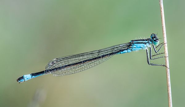 Ischnura elegans M