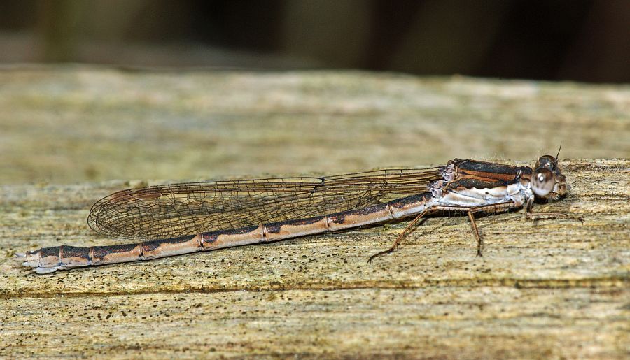 Sympecma fusca