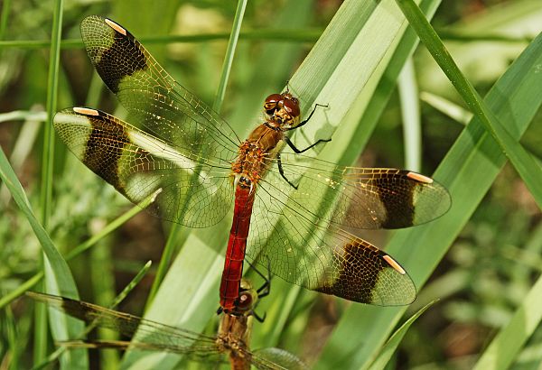 Sympetrum pedemontanum