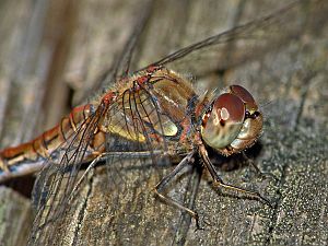 Sympetrum striolatum W