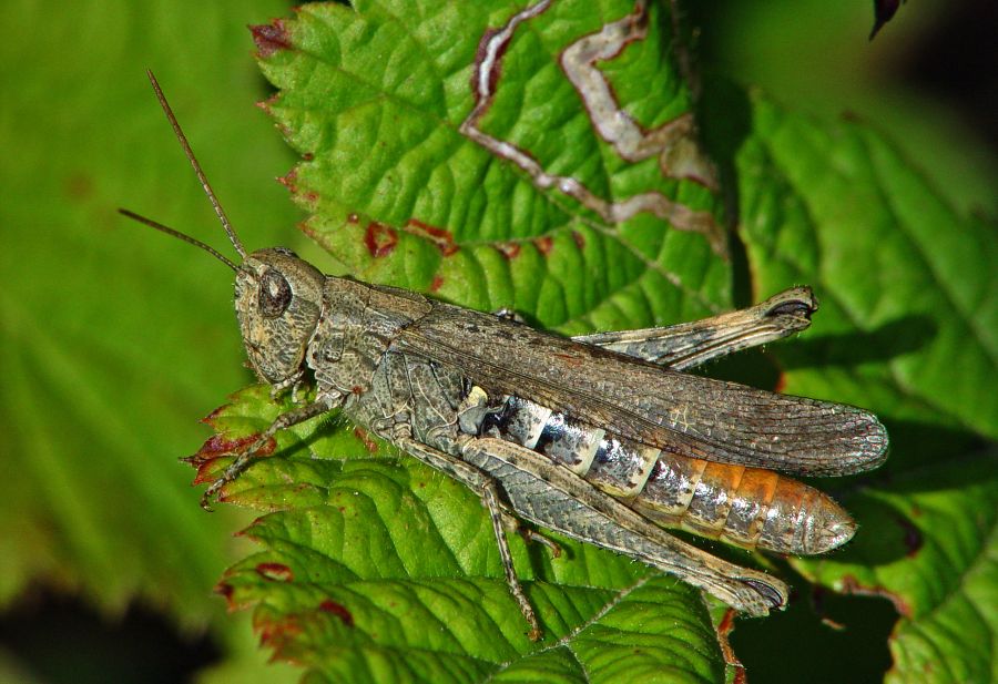 Chorthippus biguttulus