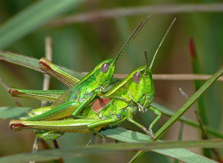 Euthystira brachyptera